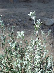 filago californica